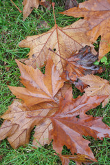 Brown dry fallen Maple leaves on green grass covered by rain on autumn season. Autumn background