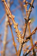 Forsythia bush with buds on branches against blue sky on winter season
