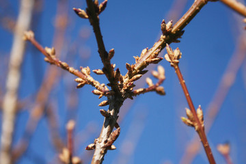 Forsythia bush with buds on branches against blue sky on winter season