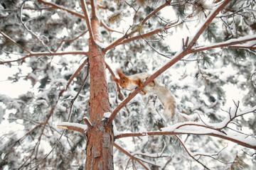 Squirrel at the tree in winter forest