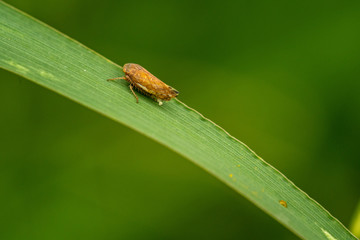 tiny yellow bug on grrass