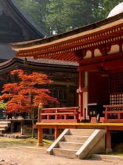 Paysage japonais traditionnel au milieu des temples dans la fôret de Koyasan, au Japon