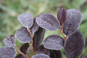 Loropetalum japonica bush covered by frost in the garden on winter.  Loropetalum bush on selective...