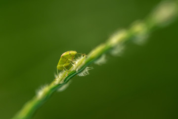 green stinky bug climbing plant