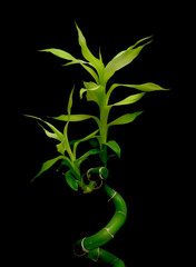 bamboo on white background close-up