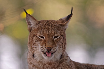 Lynx boréal