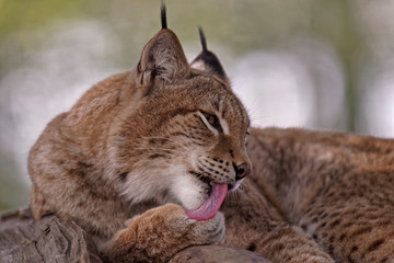 Lynx boréal