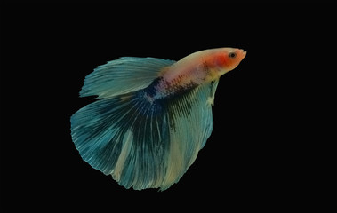 Multicolor fancy thai betta spreading fin and long tail dress swimming. Siamese fighting fish isolated black background. Close up and focus selection Colorful freshwater fishes with CLIPPING PATH