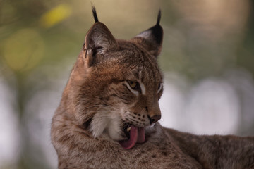 Lynx boréal