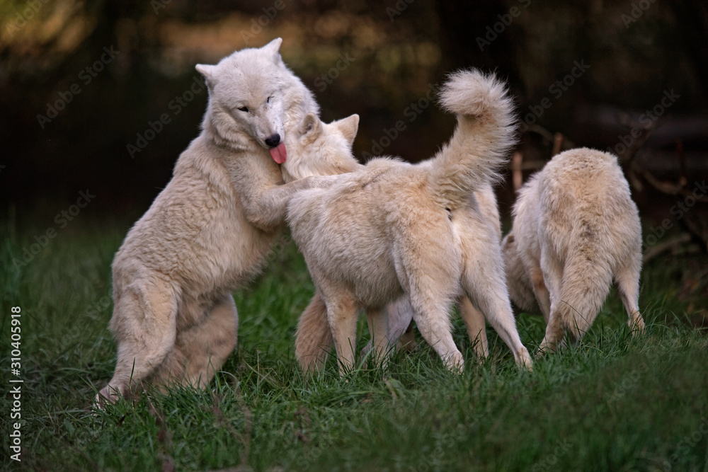 Wall mural Loups blancs arctiques