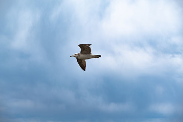 A Seagull soars in the sky against a background of white clouds. Amur Bay, Vladivostok, Russia.A Seagull soars in the sky against a background of white clouds. Amur Bay, Vladivostok, Russia.