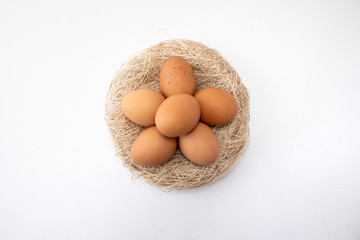 Egg on Nest With White Blackgound