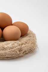 Egg on Nest With White Blackgound