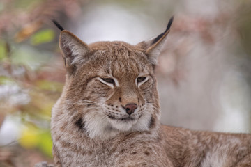 Lynx boréal