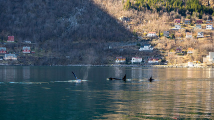 Killer whales in Hoyanger 10 Apr 2016