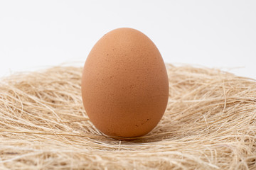 Egg on Nest With White Blackgound