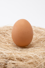 Egg on Nest With White Blackgound