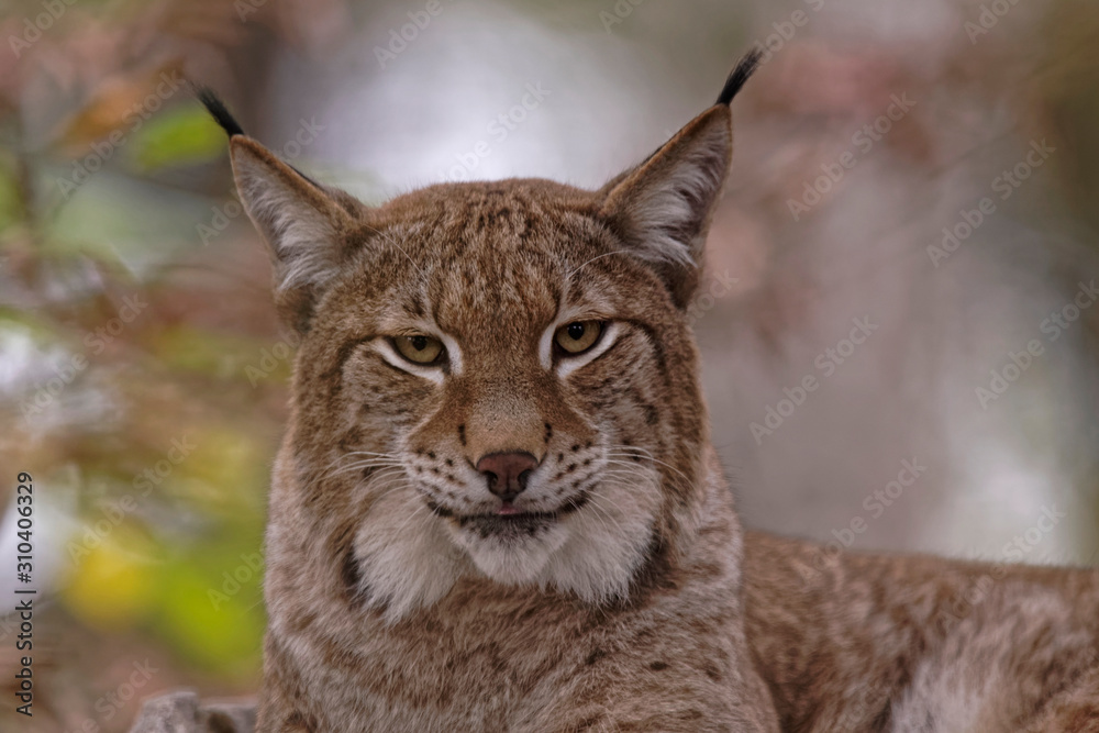 Wall mural Lynx boréal