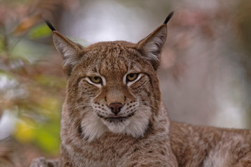 Lynx boréal
