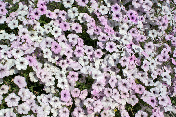 Fototapeta premium White Petonias