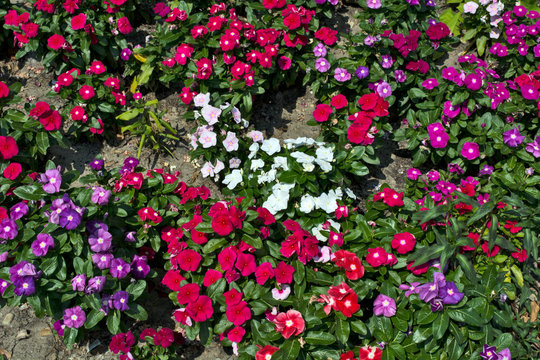 Vinka flowers multicolored
