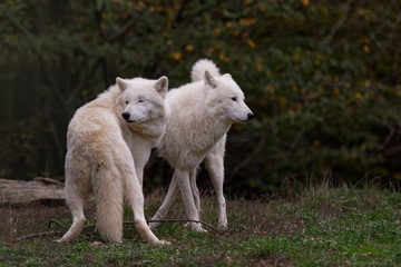 Obraz na płótnie Canvas Loups blancs arctiques