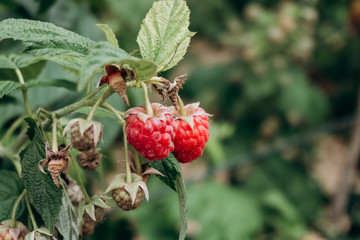 Fresh raspberries on the branch. The raspberries in the bushes. Raspberries in the garden.