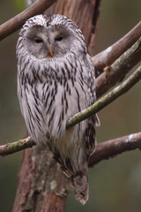 Chouette de l'Oural