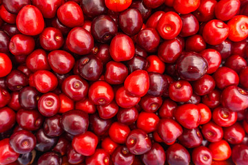 Pile of ripe cherries with stalks and leaves. Large collection of fresh red cherries. Ripe cherries background.