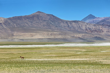 Landscape view of Tso Kar lake with wild ass at foreground in Ladakh, India