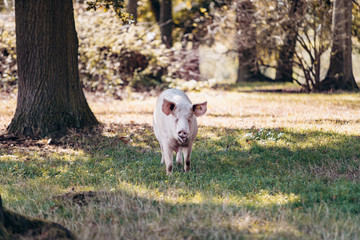 Pigs graze on the farm. Pigs and farm.