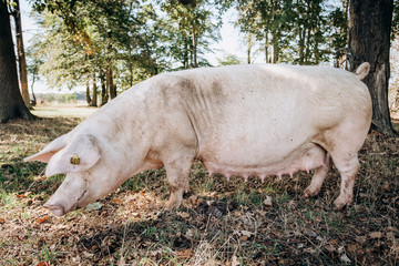 Sow posing for camera on green grass meadow rural animal farm