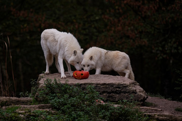 Fototapeta premium Arktyczne białe wilki na Halloween