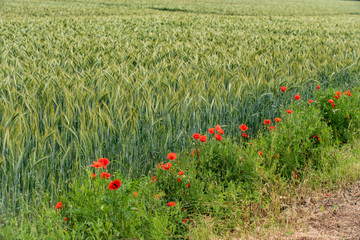 poppies on a background of field of barley