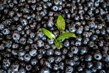 Fresh blueberries with green leaves. Fresh blueberry background