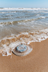 Jellyfish washed up on the beach. Jellyfish on a sandy beach near the sea.