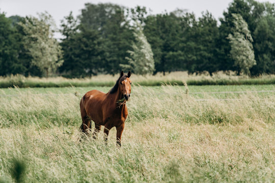 Portrait of a horse in the field in the long grass. Horse grazing in the long grass. - Powered by Adobe