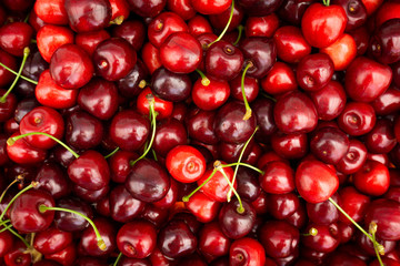 Red Cherries. pile of ripe cherries with stalks.
