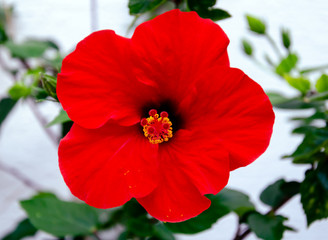 red hibiscus flower with petals and green leaves in the garden on a warm day