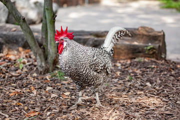 Chicken walks on the farm