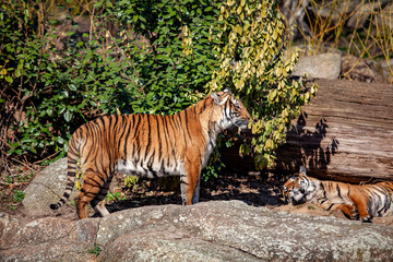 A tiger sitting in a zoo on the rocks