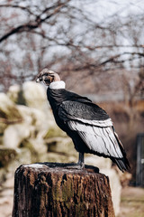 Andean condor sits on an old log cabin tree
