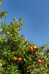 Ripe tangerines, clementines hanging on the branches and ready for Assembly