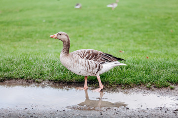 Wild geese on a walk in the park. Gray geese.