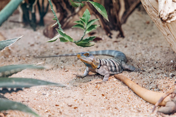 Lizard in the Park basking in the sun