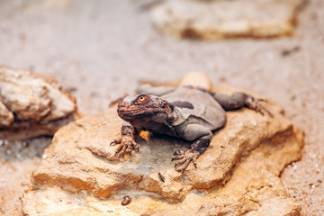 Lizard in the desert basking in the sun