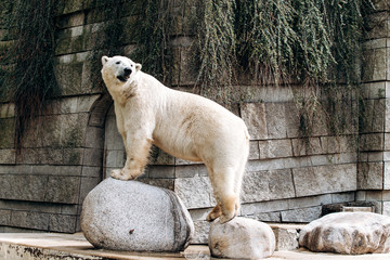 Polar bear in a zoo. The great white bear.