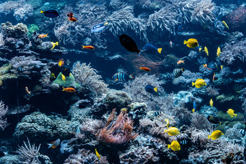 Aquarium with corals, reefs and fish. Sea world