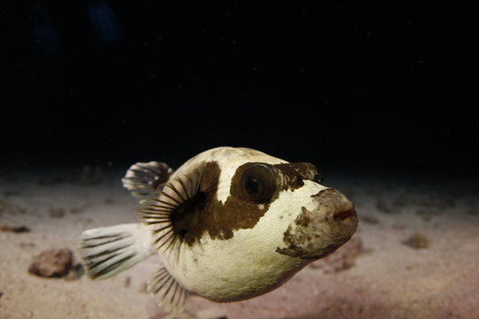 foto de buceo nocturno de pez globo