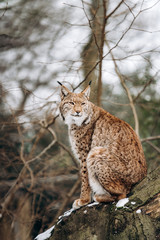 Lynx climbs trees on a Sunny winter day